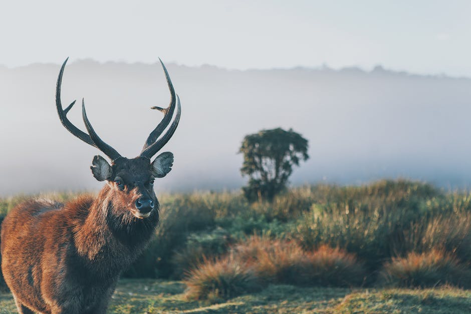 Sambar deer standing in misty grasses of Sri Lanka at sunrise, highlighting its natural beauty.