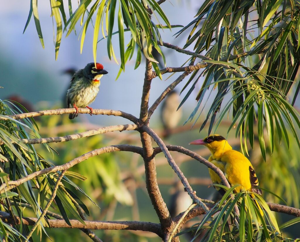 birds, perched, animals, feathers, plumage, beaks, bird watching, ornithology, animal world, nature, birds, birds, birds, birds, birds, bird watching